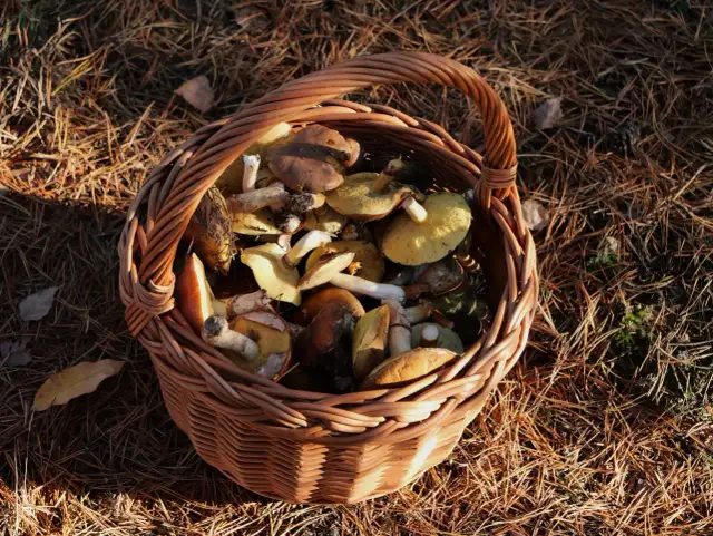 Kiedy grzyby rosną? Praktyczny kalendarz i pogoda dla grzybiarzy