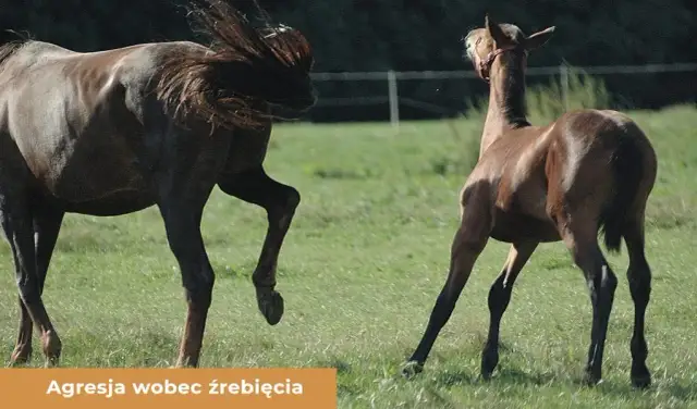 Samica w stadninie: Klacz czy kobyła? Poznaj różnice i synonimy