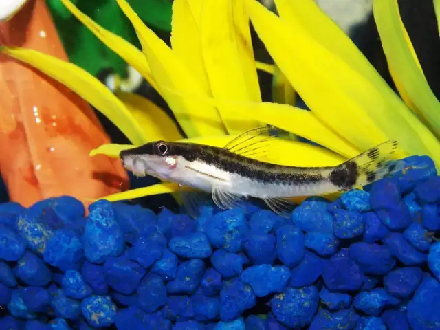 Otosek czy kosiarka - która ryba skuteczniej zwalcza glony w akwarium?