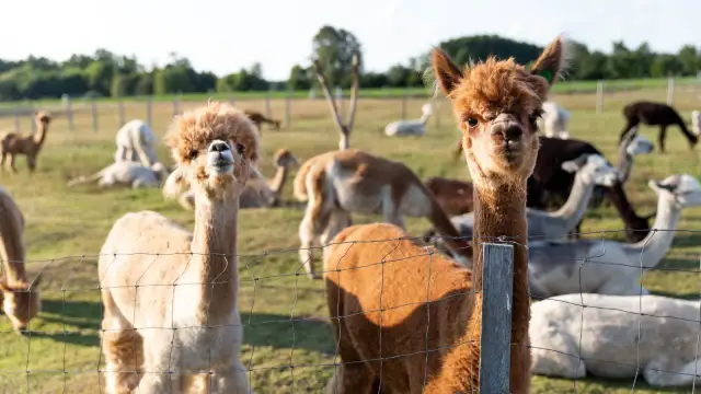 Hodowla alpak czy się opłaca? Sprawdź koszty i zyski tej branży