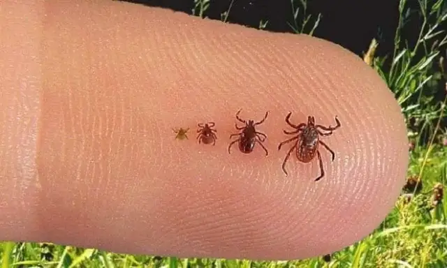 De qué color son las garrapatas y cómo identificar sus variaciones