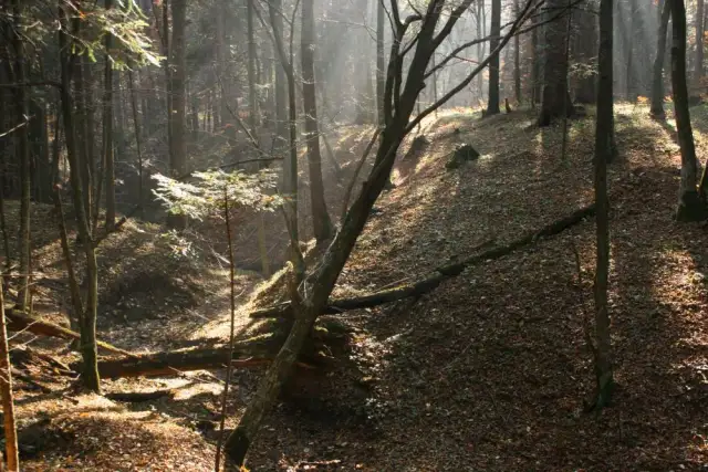 Rezerwat przyrody Turnica: Odkryj jego unikalną florę i faunę