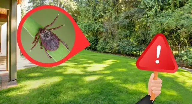 Ogród bez kleszczy: Skuteczne metody na ich pozbycie się