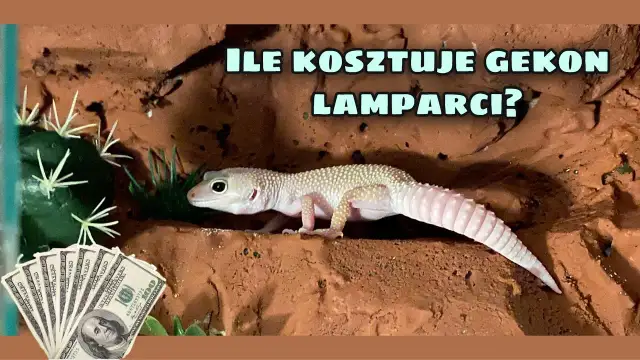 Ile kosztuje utrzymanie gekona? Sprawdź wydatki na różne gatunki