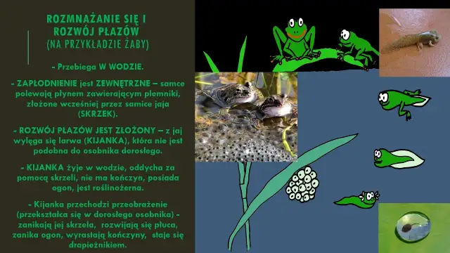 Jak rozmnażają się płazy? Odkryj zaskakujące metody i etapy rozwoju