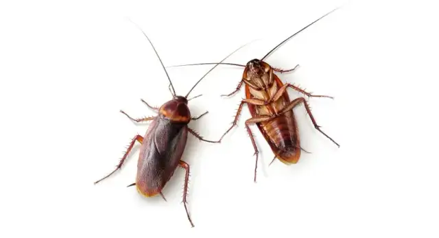 Jak wytępić prusaki w bloku - skuteczne metody eliminacji infestacji