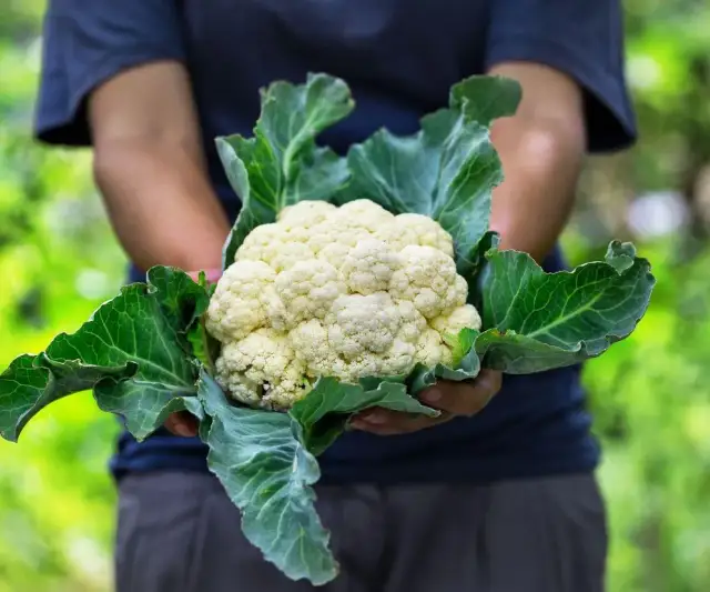 Sekrety sadzenia kalafiora: Krok po kroku do dużych róż