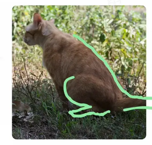 Dlaczego kotka sika poza kuwetą? Oto najczęstsze przyczyny