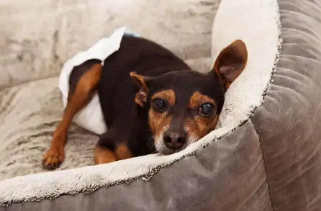 Jak uszyć majtki dla psa, aby zapewnić mu komfort i wygodę