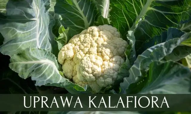 Jak uprawiać kalafior w ogrodzie? Poradnik krok po kroku