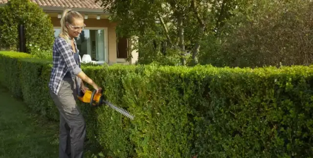 Kiedy przycinać żywopłot? Oto kluczowe terminy i błędy do uniknięcia