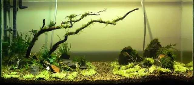 Jak urządzić akwarium 60 litrów - proste kroki dla pięknego efektu