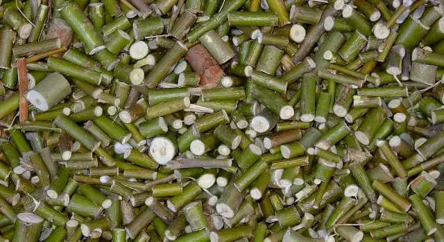 Wierzba energetyczna ile można zarobić? Sprawdź zyski i koszty uprawy