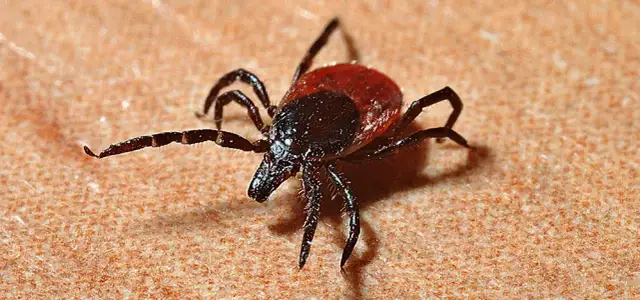 Wie vermehren sich Zecken? Der überraschende Lebenszyklus erklärt