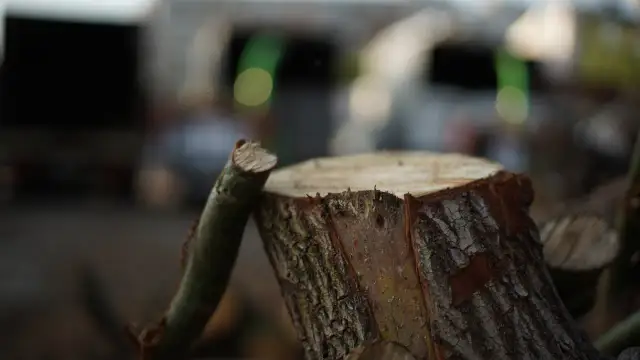 Pnie drzew i gałęzie, jeden z pni jest ścięty.