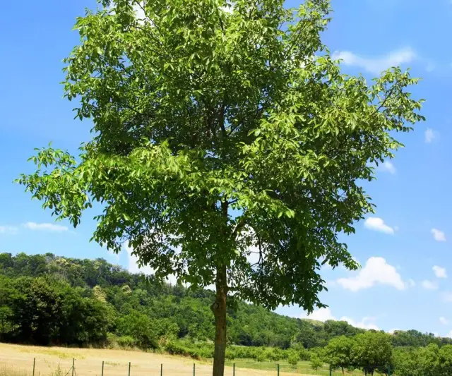 Nawożenie orzecha włoskiego: Sekret zdrowego drzewa i obfitych plonów