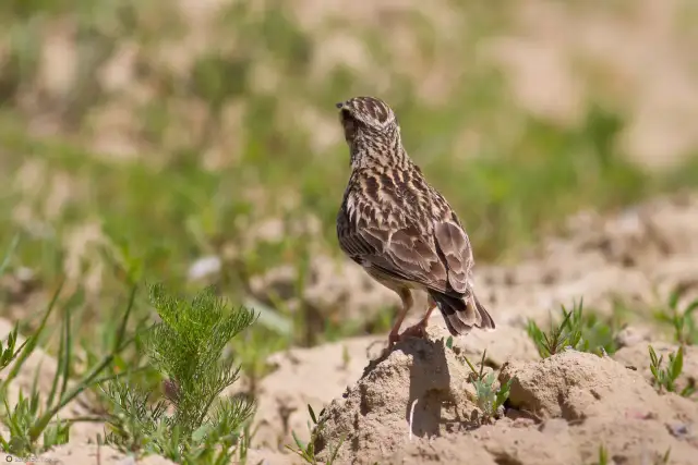 Skowronek borowy w krzyżówce? Poznaj odpowiedź: LERKA!