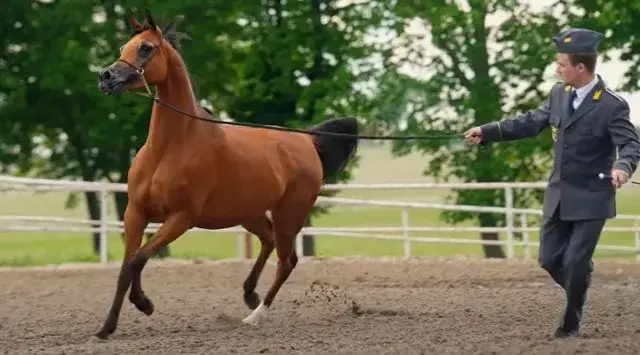 Nowa prezes stadniny koni w Janowie Podlaskim - co ją czeka?