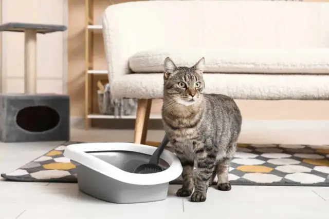 Jak często sprzątać kuwetę, aby uniknąć nieprzyjemnych zapachów?