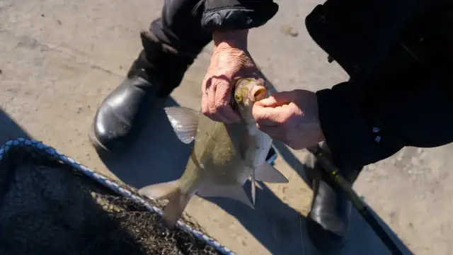 Jaki haczyk na leszcza? Wybór eksperta i pewny połów!