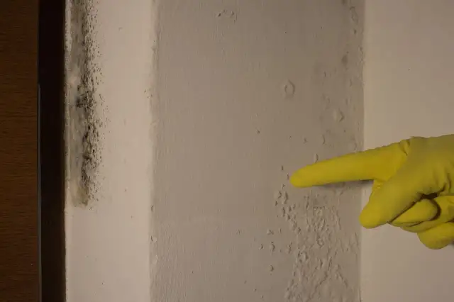 Plama pleśni na rogu ściany, wskazana żółtą rękawiczką. Jak się pozbyć wilgoci na ścianie?
