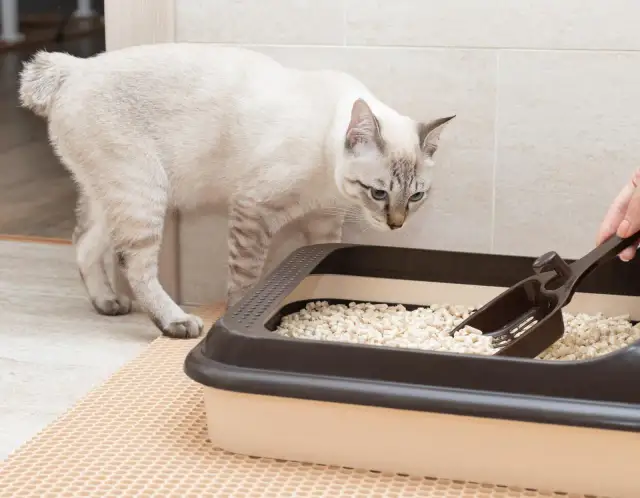 Dlaczego kotka sika w domu? Odkryj przyczyny i rozwiązania