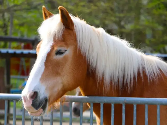 Stadnina konna w Polsce: najlepsze miejsca na jazdę i rekreację