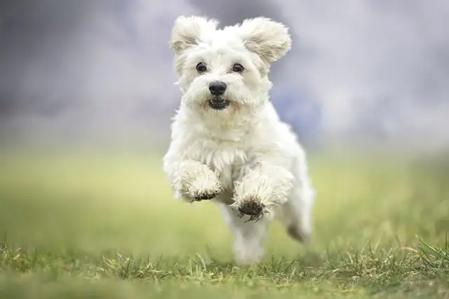 Jakie imię dla psa? Setki inspiracji i porady eksperta!
