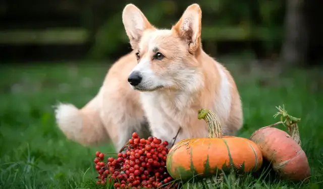 Jakie warzywa dla psa z chorą trzustką pomogą uniknąć problemów zdrowotnych