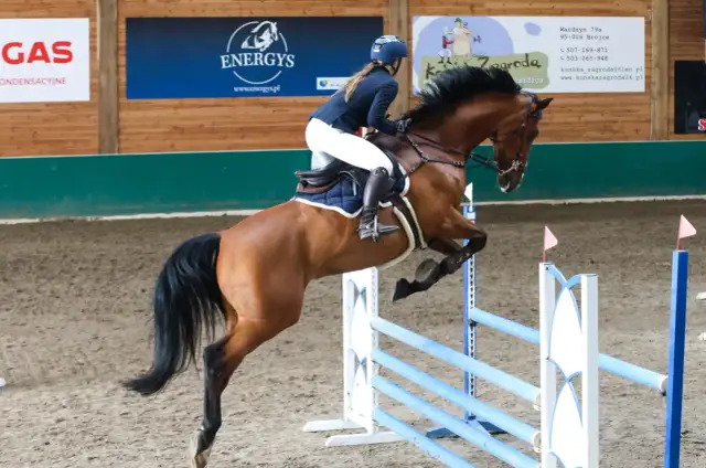 Stadnina Salio - wyjątkowe miejsce dla miłośników jeździectwa i relaksu