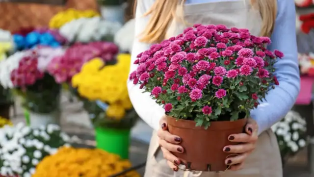 Jak udekorować chryzantemy w doniczce na cmentarz, by oddać hołd?