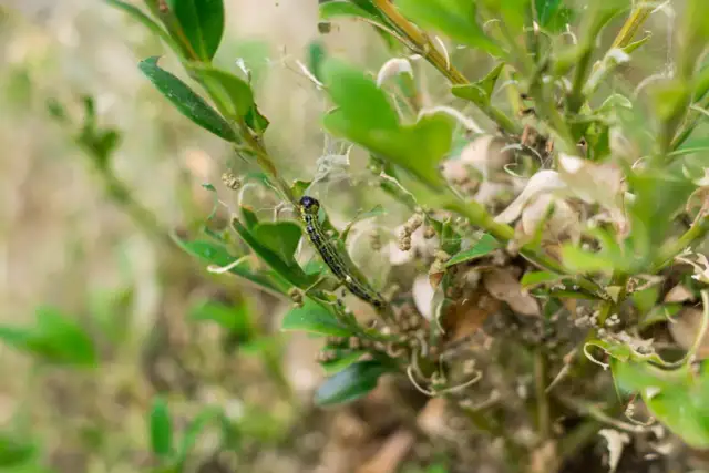 Jak uratować bukszpan po ćmie? Sprawdzone sposoby regeneracji