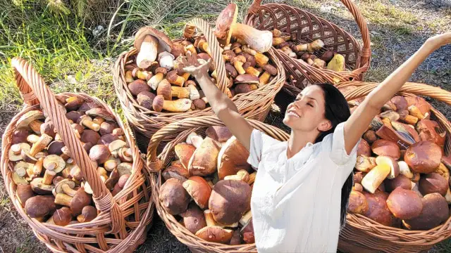 Grzybobranie z noclegiem: najlepsze miejsca i porady w Polsce