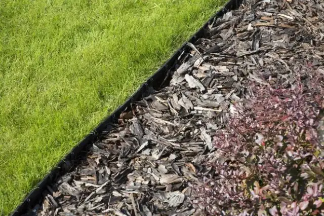 Jak oddzielić tuje od trawnika i uniknąć nieestetycznego wyglądu