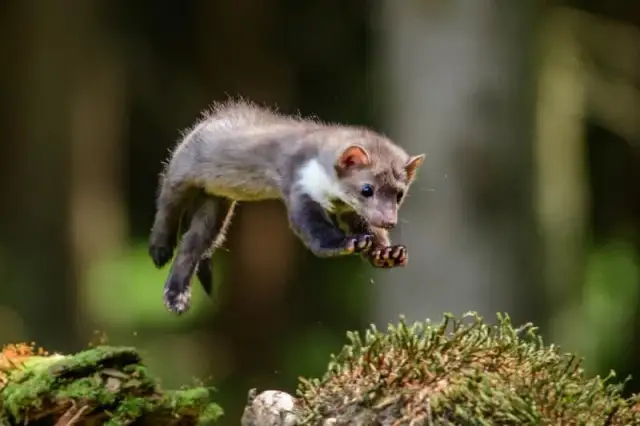 Kuna czym się żywi - poznaj jej dietę i jak się przed nią bronić