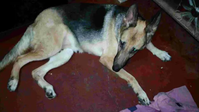 Cieczka u owczarka niemieckiego - ile trwa, objawy i opieka