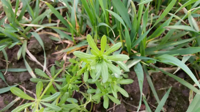 Jak pozbyć się przytulii czepnej? Skuteczne metody i porady