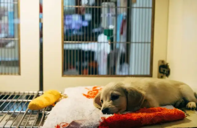 Jak sprawdzić hodowlę psów w Związku Kynologicznym i uniknąć oszustw