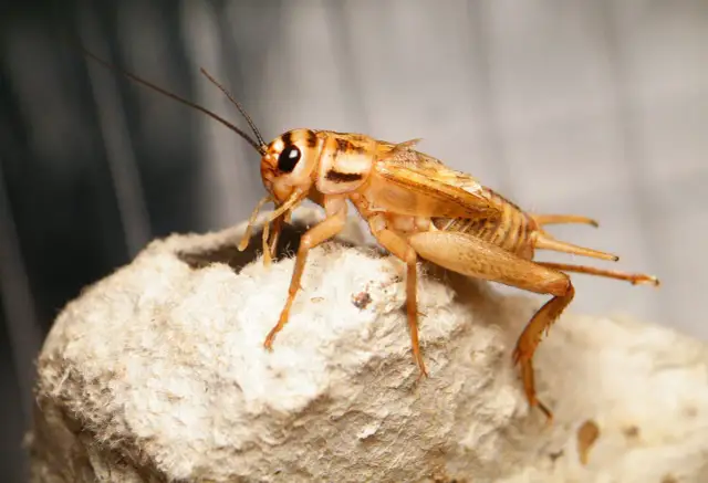 Czym żywi się świerszcz? Odkryj, co jest najlepsze dla tych owadów