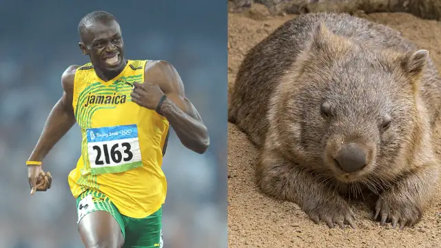 Jak szybko biega człowiek? Odkryj prędkości biegaczy i rekordy