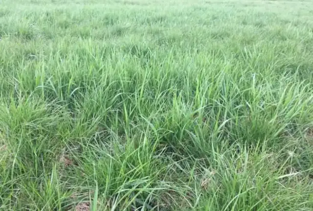 Kategoria C na ciągnik z przyczepą? Rozwiej wątpliwości prawne