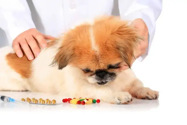 Jakie leki na kaszel sercowy u psa mogą uratować jego życie?