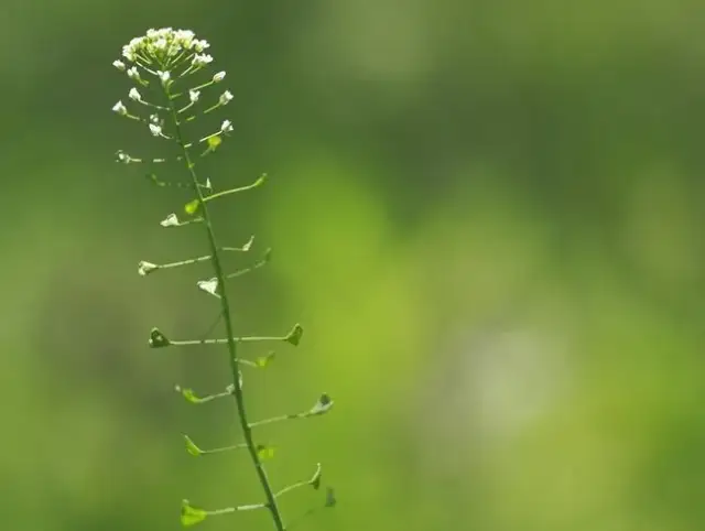Trujący chwast o białych kwiatach: jak go rozpoznać i unikać zagrożeń