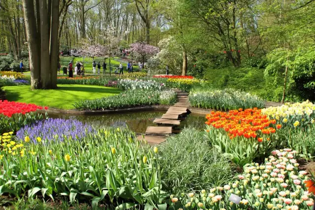 Keukenhof: Magiczny czas kwitnienia tulipanów. Kiedy jechać, by zachwycić się widokiem?