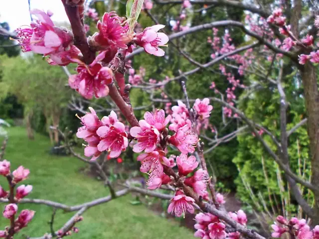 Kwitnienie brzoskwini: Kiedy i jak zapewnić obfite kwitnienie?