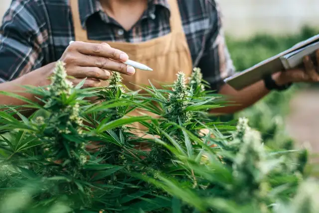 Medyczna marihuana THC: Ile procent? Stężenia i normy w Polsce