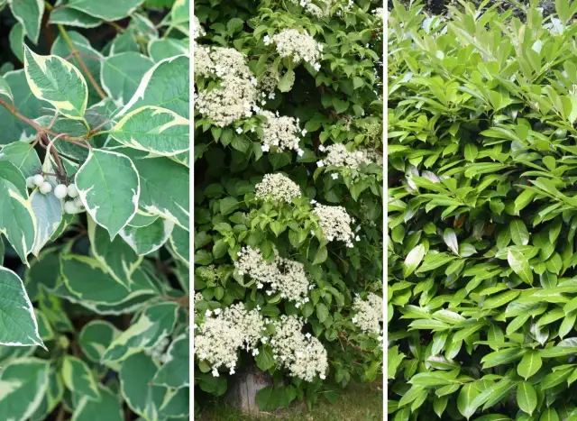 Rośliny na płot: Szybki efekt, prywatność i piękny ogród