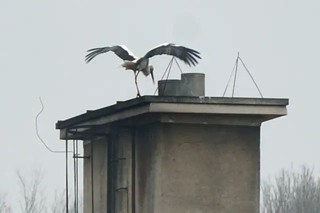 Jak zabezpieczyć komin przed ptakami i uniknąć problemów z gniazdami