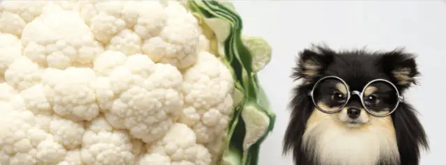 Czy pies może jeść kalafior gotowany? Bezpieczne zasady żywienia psa