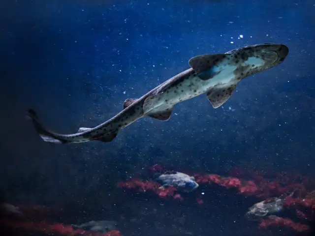 Jakie rekiny żyją w Bałtyku? Odkryj ich tajemnice i zagrożenia